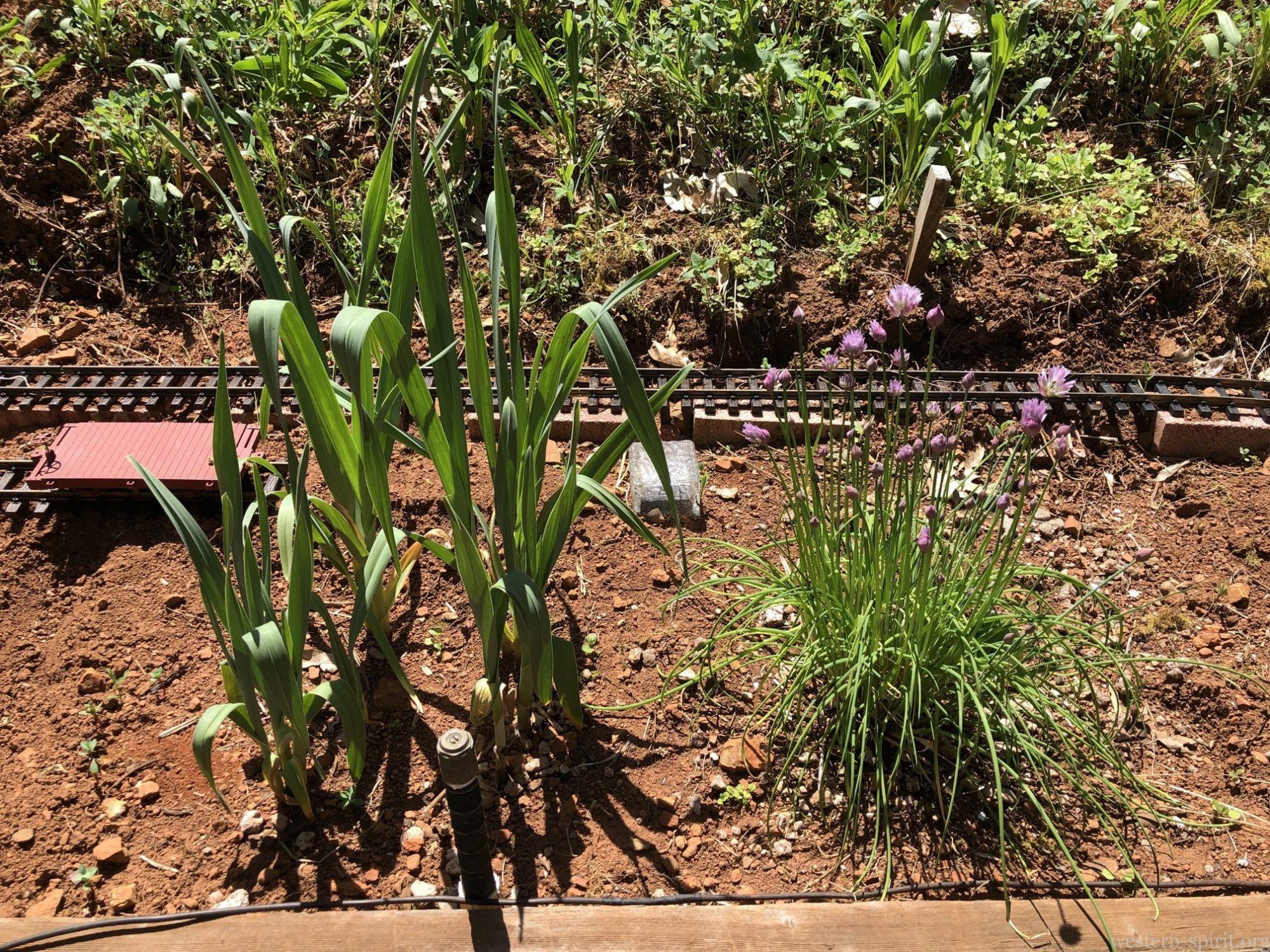 White onions (left) and chives (right)